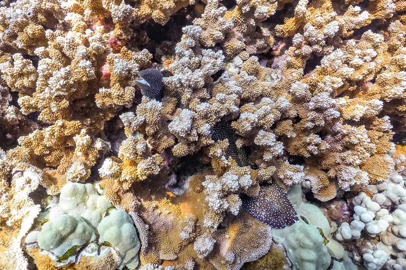 Whitemouth moray eel hiding within dense coral reef underwater in clear Maui ocean water.