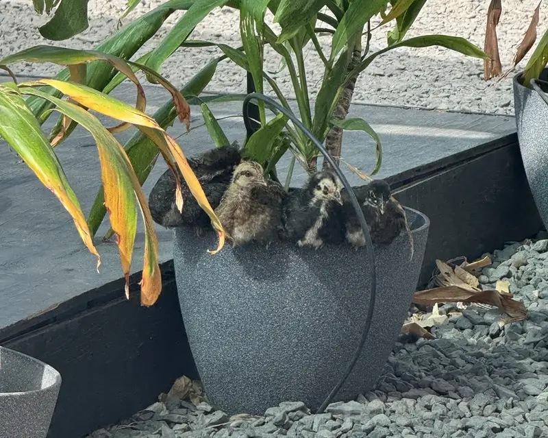 Young wild chicken chicks gathered on a gray planter with leafy plants and gravel, a familiar sight on Maui.