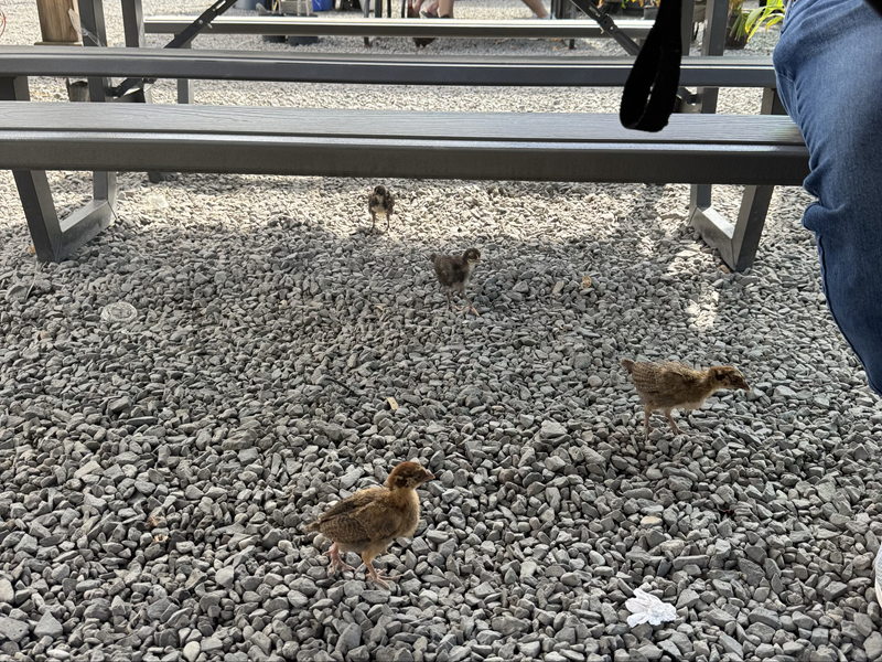 Young wild chickens walking on gravel under a picnic table, a common Maui sight near outdoor seating areas.