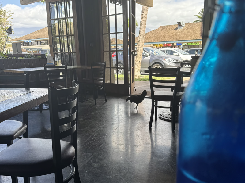 Dark wild chicken walking through a shaded open-air dining area with tables and chairs, a common Maui sight.