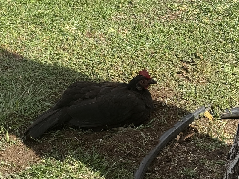 Wild Chickens On Maui: Why They’re Everywhere And What To Do