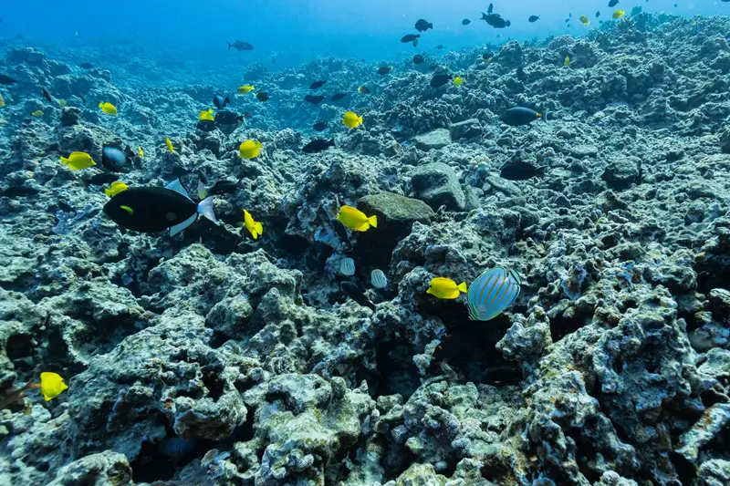 Yellow tangs and other reef fish swim over a rocky Maui coral reef in clear blue water on a snorkeling tour.