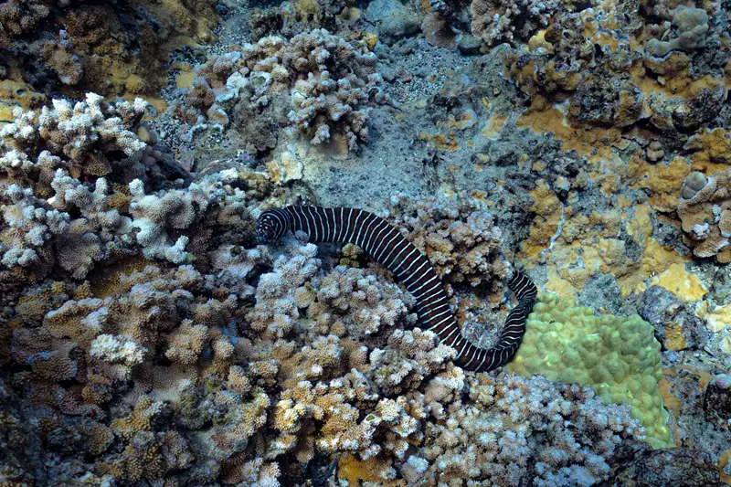 マウイ島のウツボ：安全対策、種類、観察場所