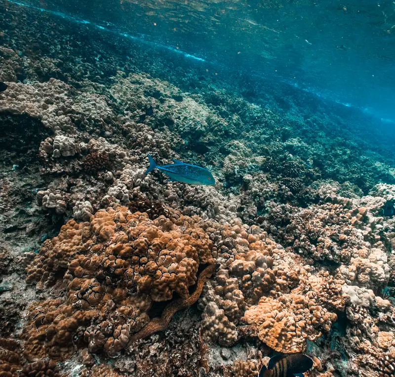 Bluefin trevally swimming over a Maui coral reef