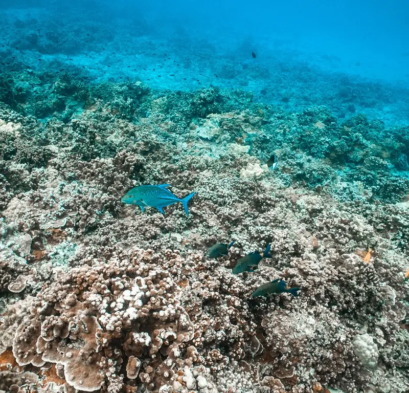 Bluefin trevally swimming above a Maui snorkeling reef