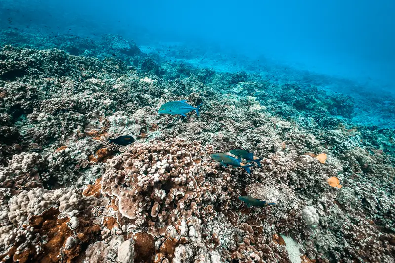 Bluefin trevally swimming above a Maui snorkeling reef
