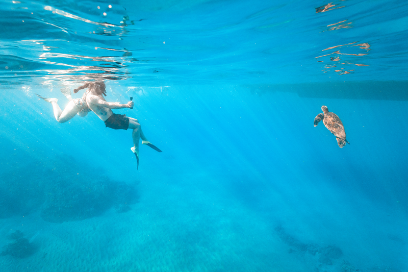 Maui snorkeling photography scene with a snorkeler filming a sea turtle above a coral reef