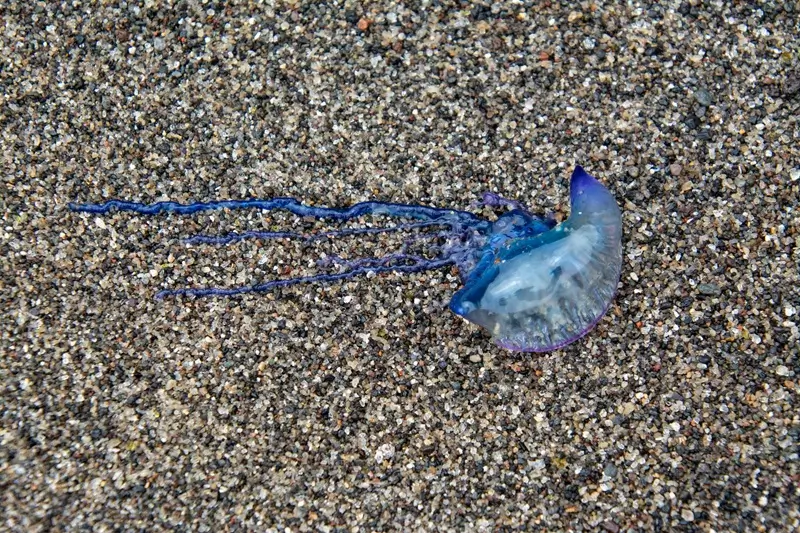 Portuguese man o’ war in Maui on sand with blue tentacles visible