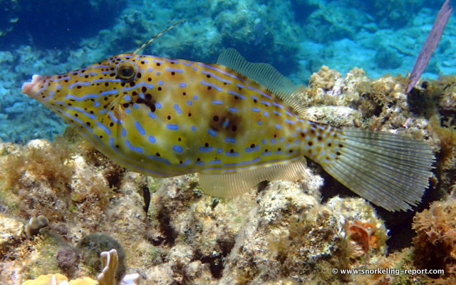 Close-up of a scrawled filefish showing blue markings and dark spots near a coral reef