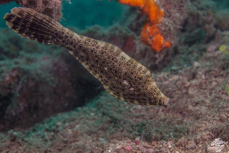 Scrawled filefish showing darker camouflage while swimming near reef structure