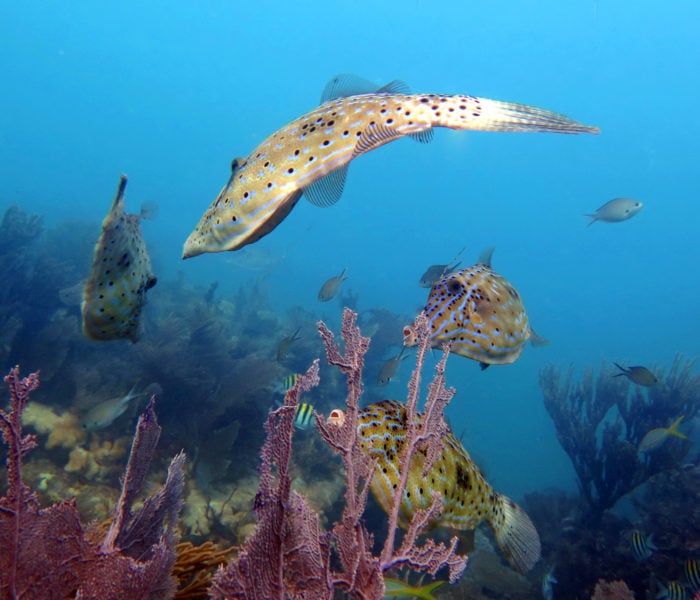 Scrawled filefish swimming near reef structure and sea fans
