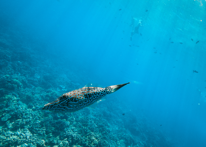Scrawled filefish swimming above a Maui reef during a snorkeling tour
