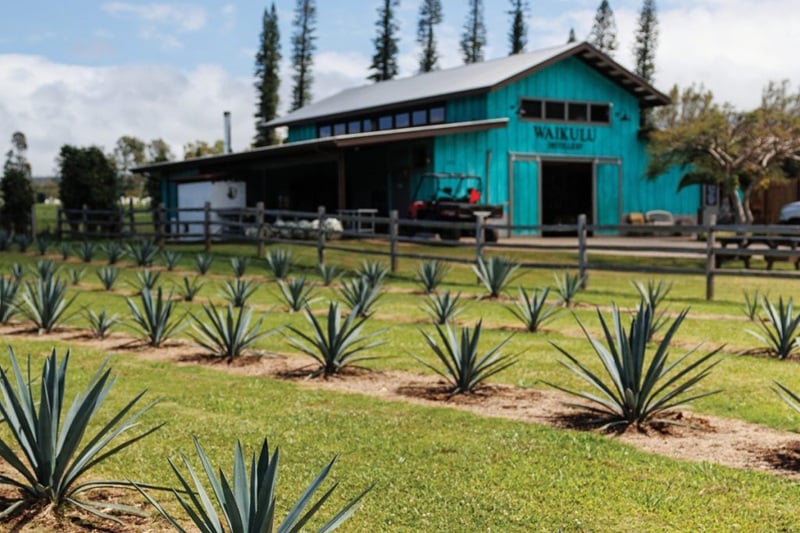 Waikulu Distillery building with agave plants in Upcountry Maui, one of the Maui distilleries and wineries to visit
