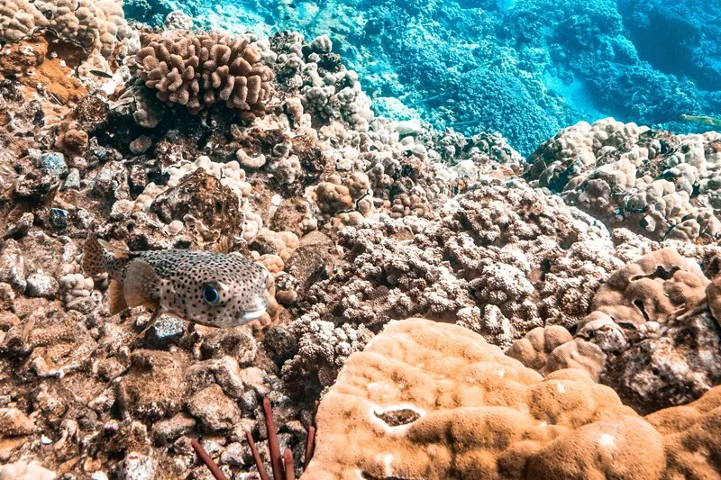Close-up of a spot-fin porcupinefish swimming over a Maui coral reef