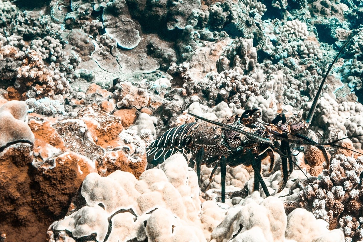 Close-up of a Hawaiian spiny lobster on a coral reef in Maui