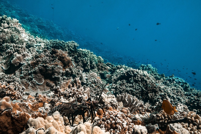 Hawaiian spiny lobster resting on a coral reef in Maui