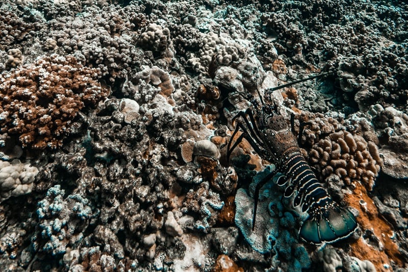 Hawaiian spiny lobster with a striped tail crawling across a Maui coral reef