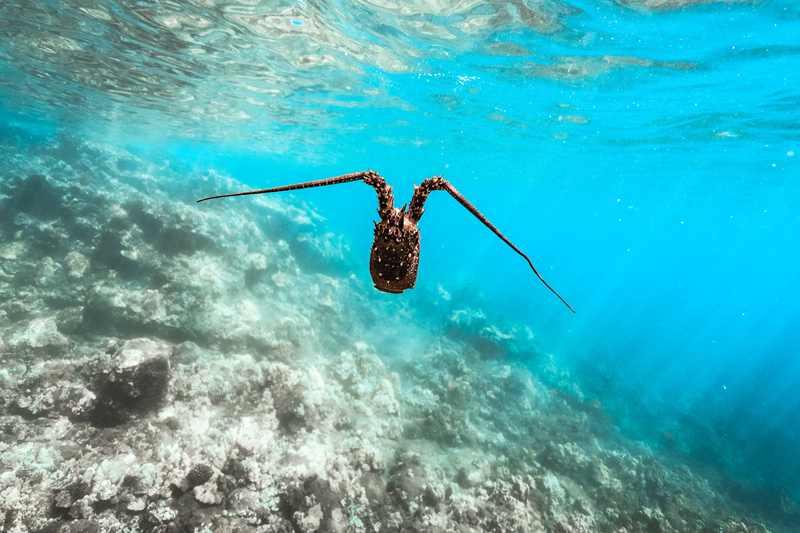 Hawaiian spiny lobster swimming above a coral reef in Maui