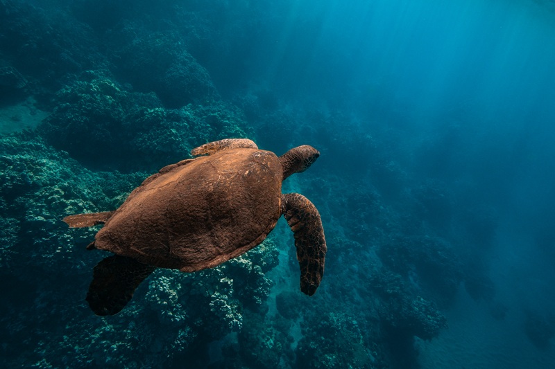 Hawaiian green sea turtle swimming above a coral reef in clear blue water