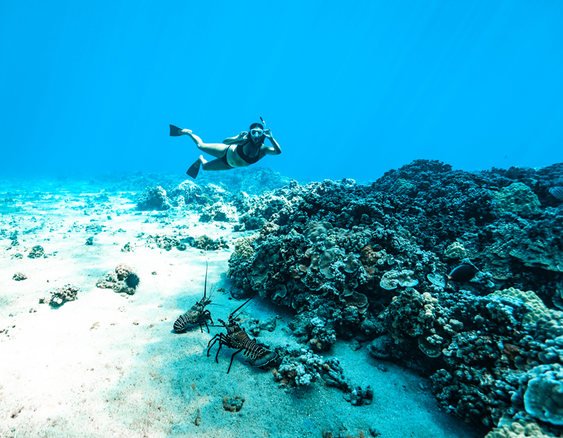 Zwei Langusten an einem Korallenriff vor Maui, über dem ein Schnorchler schwimmt.