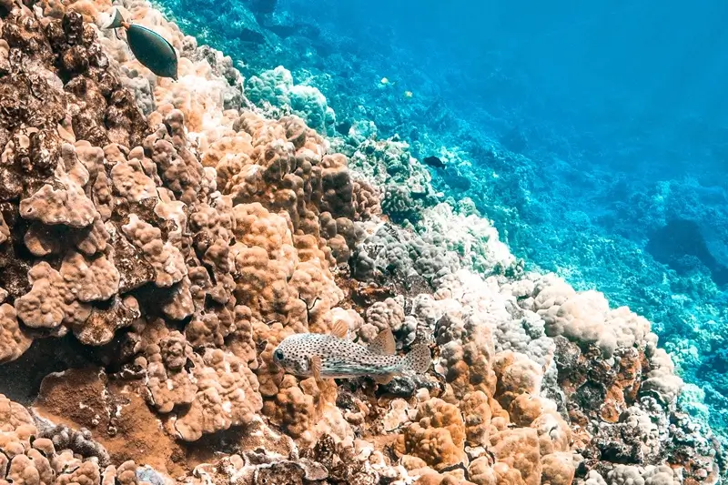 Spot-fin porcupinefish swimming beside a coral reef in Maui