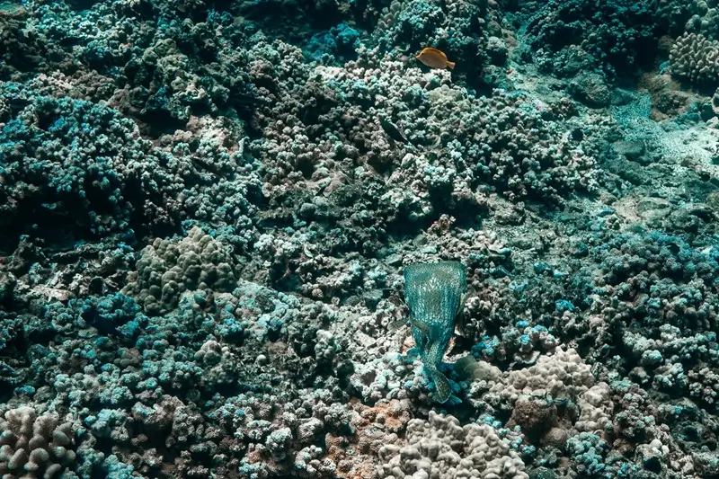 Spot-fin porcupinefish swimming above a coral reef in Maui