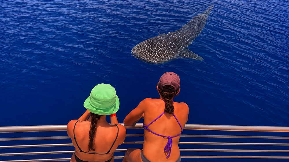 Two Maui Snorkeling Lani Kai passengers watching a spotted whale shark swim near the surface