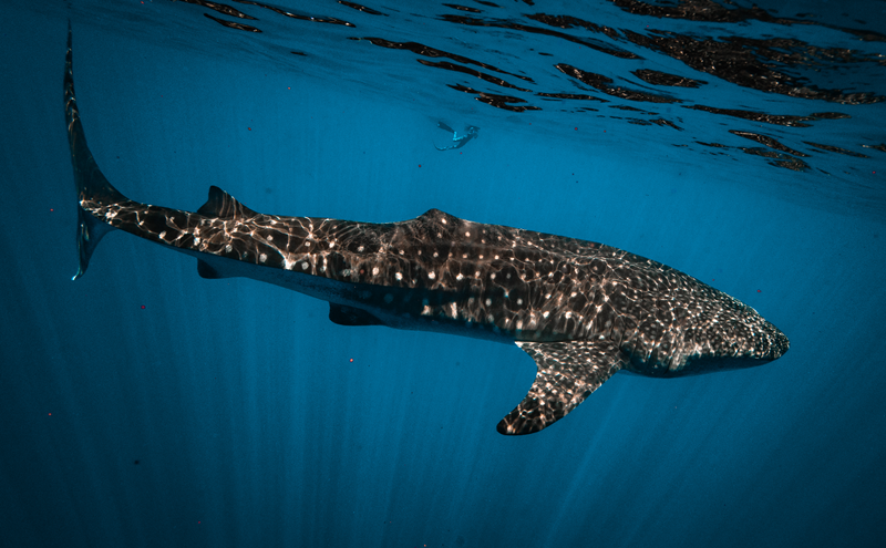 Whale shark swimming just beneath the ocean surface, its spotted back illuminated by rippling sunlight, with a snorkeler in the distance.