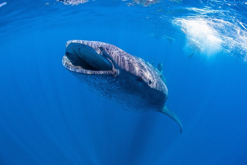 Whale shark swimming with its mouth open near the ocean surface