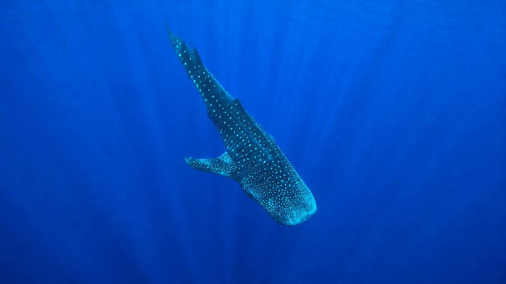 Whale shark swimming through deep blue Maui ocean water beneath rays of sunlight