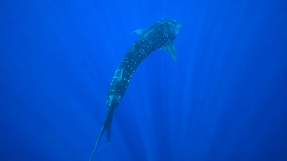 Rare whale sharks in Maui include this spotted whale shark swimming beneath sunbeams in deep blue water