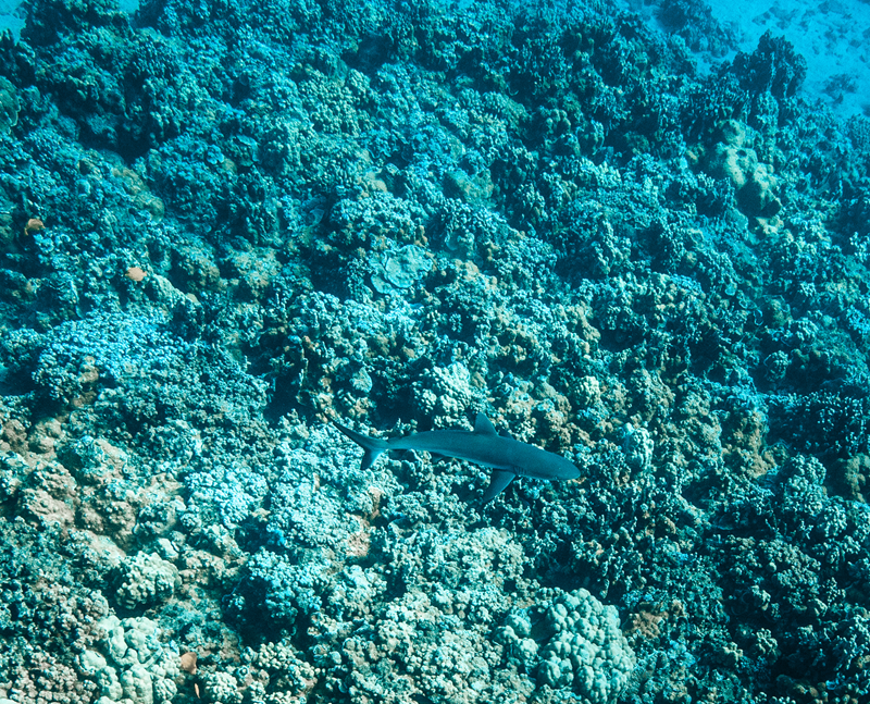 Whitetip reef shark swimming above a coral reef in Maui
