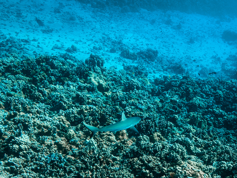 Whitetip reef shark swimming over a coral reef in Maui