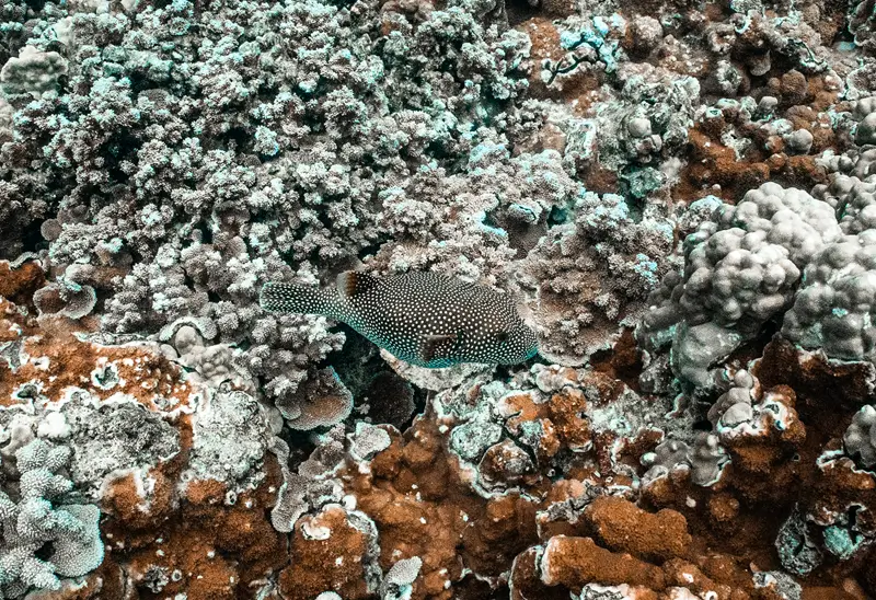 Guineafowl pufferfish swimming over a coral reef in Maui