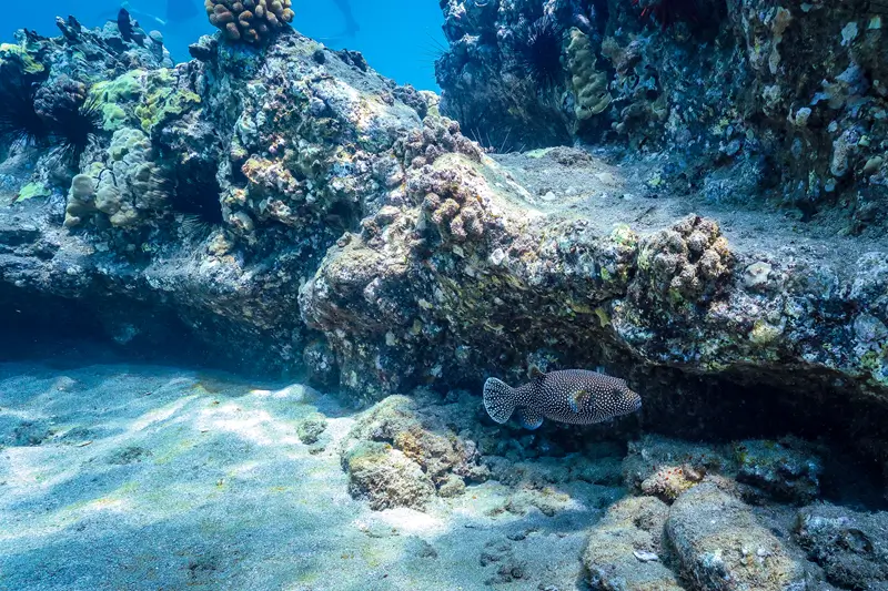 Guineafowl pufferfish swimming beneath a rocky reef ledge in Maui