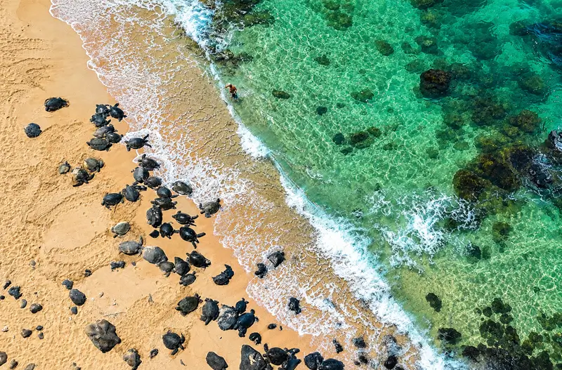 Hawaiian Green Sea Turtles At Hoʻokipa Beach Park