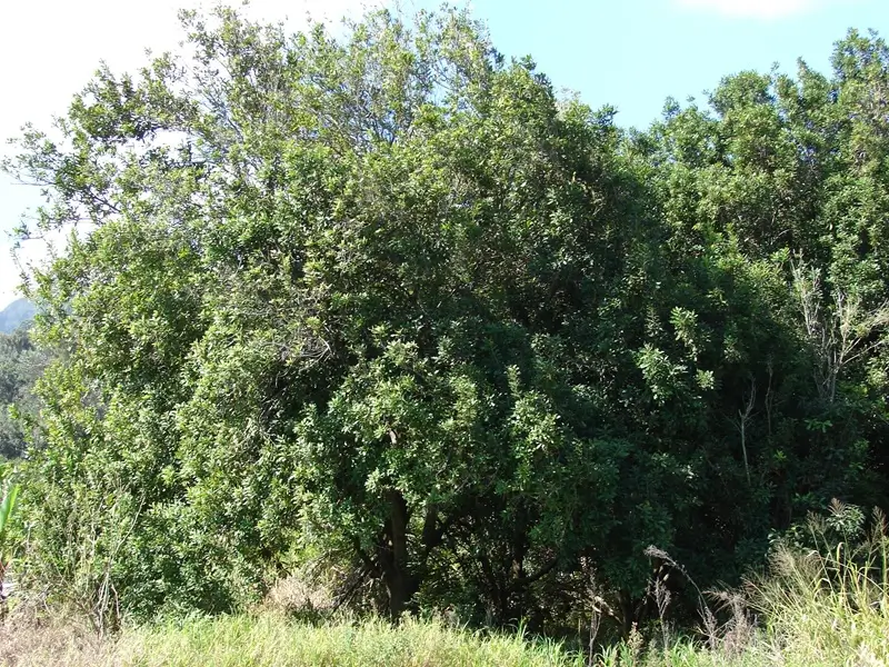 Macadamia trees growing in Waiehu, Maui