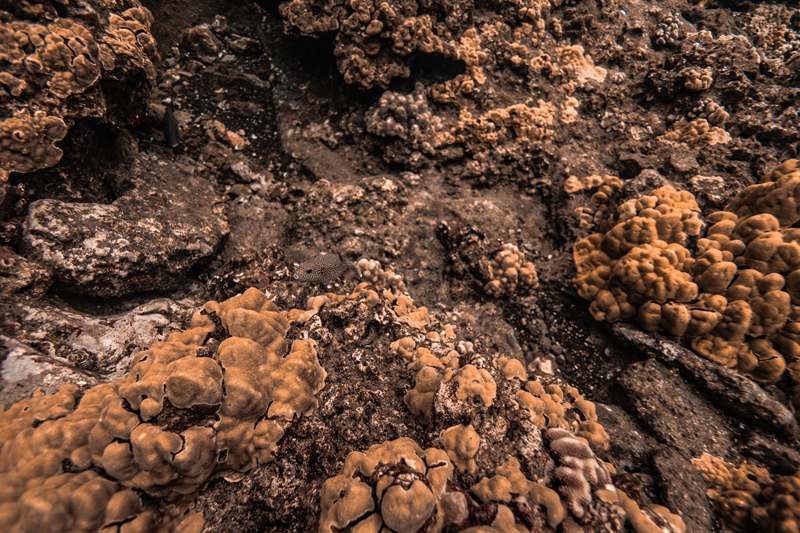 Spotted boxfish swimming above a Maui coral reef