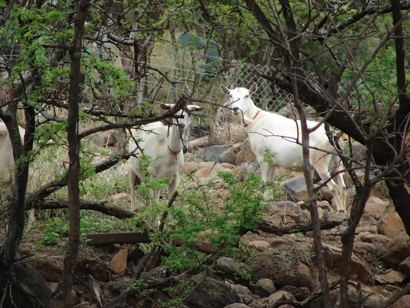 Goats at Surfing Goat Dairy in Kula, Maui