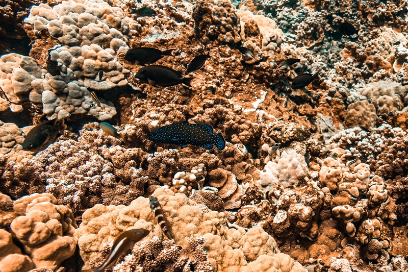 Ein blau gefleckter Pfauenbarsch in der Nähe des Zentrums eines Korallenriffs, in dessen Nähe sich mehrere andere Fische befinden.