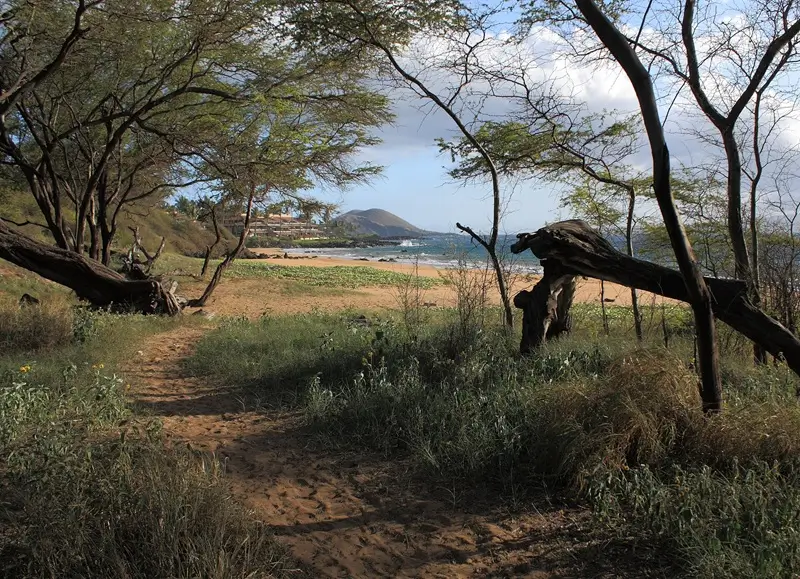 Sandy path beneath kiawe trees with Pōʻōlenalena Beach and the ocean visible beyond