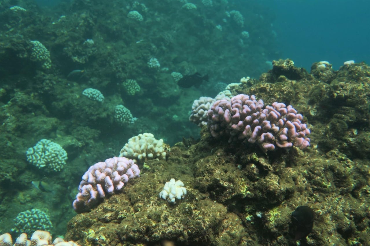 Pale and fluorescent coral colonies on a reef at Black Point, Maui, during the 2019 bleaching survey.