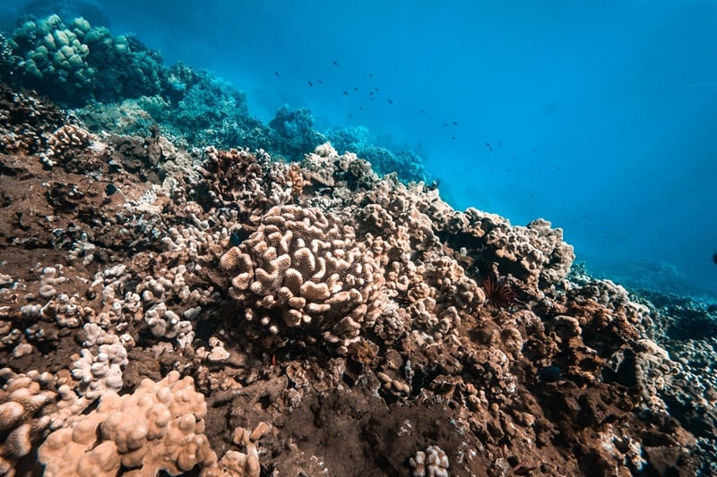 Rounded and branching coral formations along a reef slope, with small fish in the blue water above.
