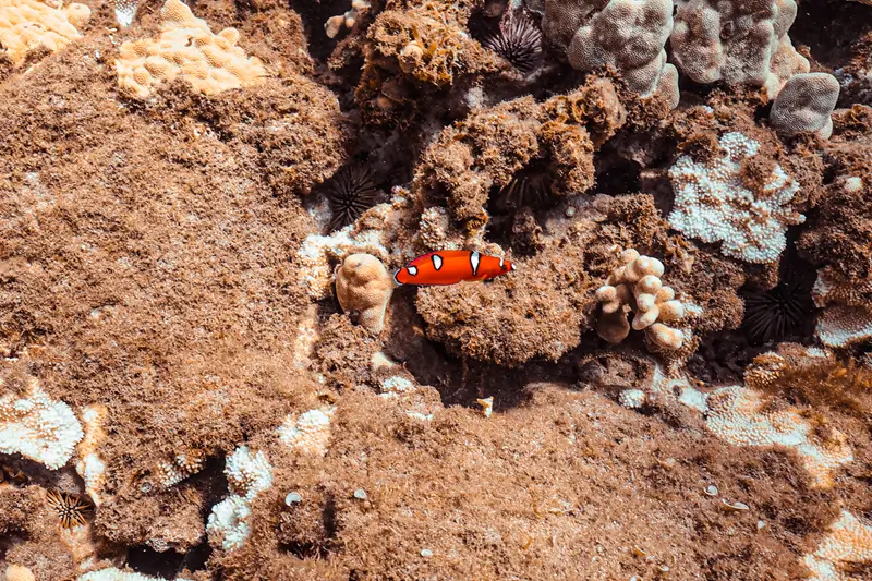 Juvenile yellowtail coris wrasse with a bright orange-red body and black-bordered white spots swimming over a Hawaiian coral reef.