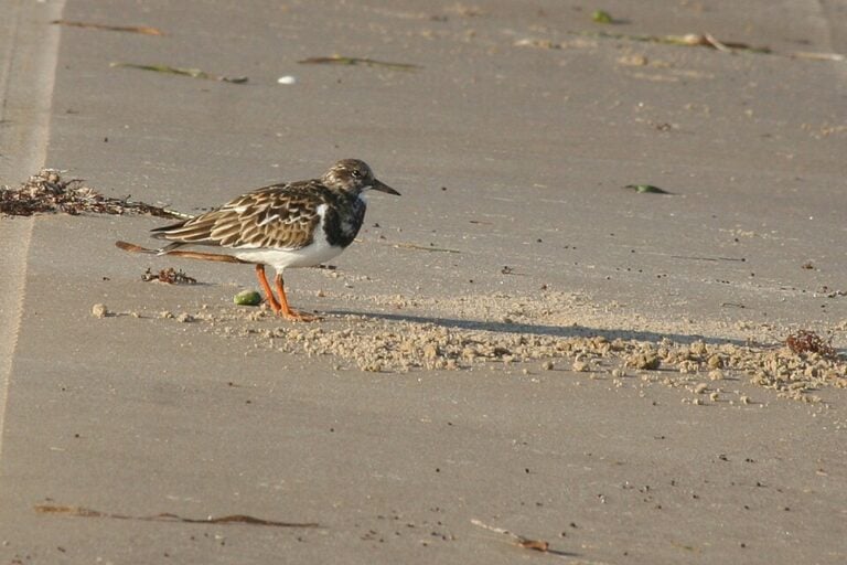 Ruddy turnstone in winter plumage, showing orange legs and a short dark bill