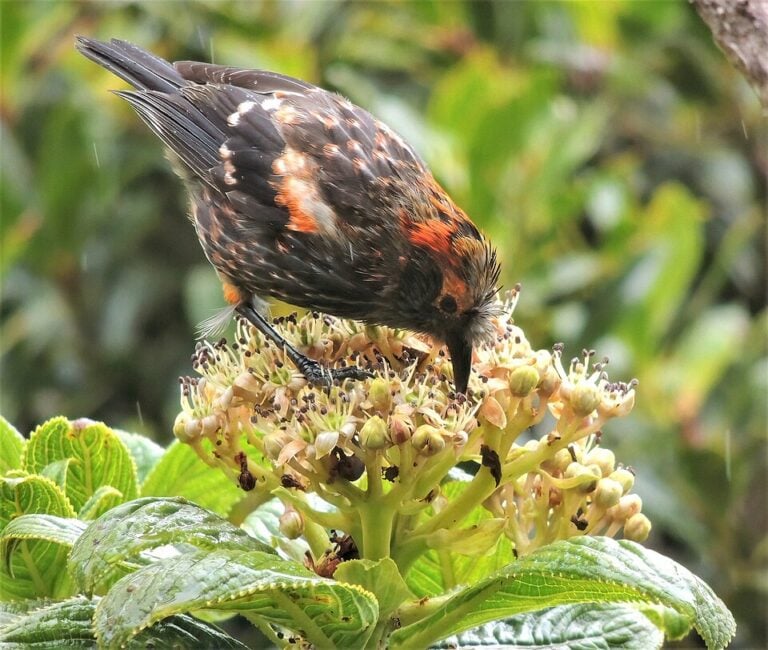 ʻĀkohekohe showing dark plumage, orange-red markings, and its distinctive crest