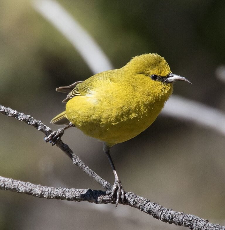 Yellow-green Hawaiʻi ʻamakihi perched on a branch with its curved bill visible