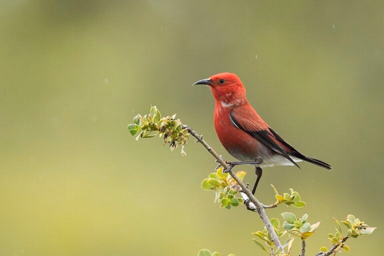 ʻApapane perched on a branch, showing crimson plumage, black wings, and a short dark bill