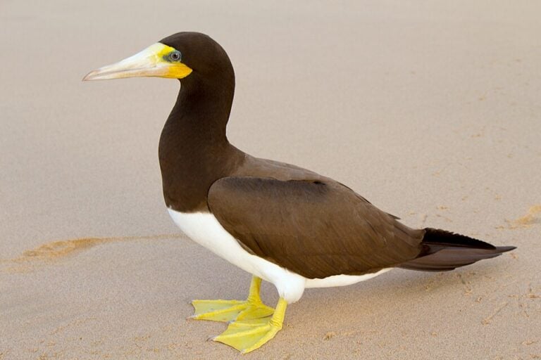 Adult brown booby showing dark brown upperparts and a contrasting white belly