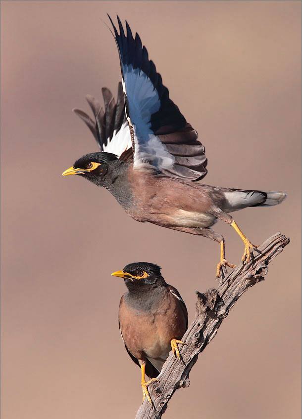 Two common mynas with brown bodies, black heads, yellow bills, and white wing patches